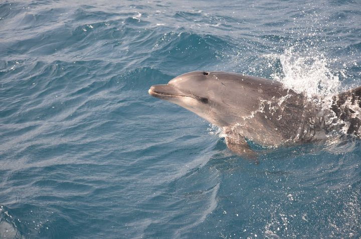 44249904_10214259271369592_6253952805132