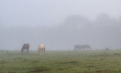 Fog Horses 11.07.2017
