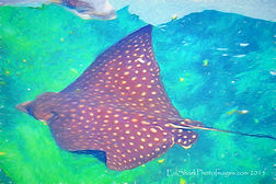 Marineland, Florida Ed Siarkowicz Photography Courses Stingray