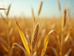 Como Calcular o Custo de Produção de Milho Safrinha por Saca em 2026