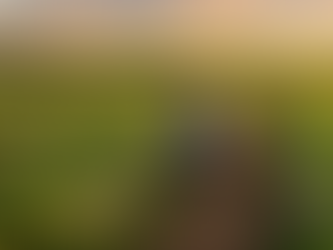 Como plantar Melão e garantir uma colheita de qualidade