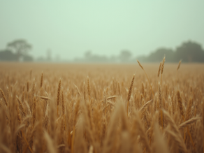 Monitoramento Remoto para proteger a fazenda contra furtos de defensivos e gado