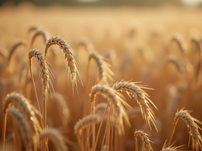 Como Reduzir Custo na Safra 2026: Estratégias Práticas para Otimizar sua Produção