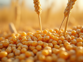 Hedge agrícola: como proteger sua produção e aumentar a rentabilidade