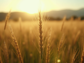 Análise de Solo Foliar: O "check-up" que evita o desperdício de adubo