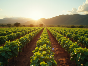 Livro Caixa Digital (LCDPR) Como evitar multas na declaração do IRPF