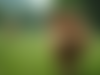 Preço do boi gordo: Entenda como otimizar seus ganhos no campo