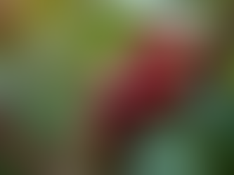 Preço do café: Entenda os fatores que influenciam e como se preparar