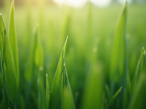 Melhores gramíneas para consórcio com leguminosas em solo arenoso