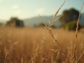 Diferença de ganho de peso entre bezerros Nelore e cruzamento industrial