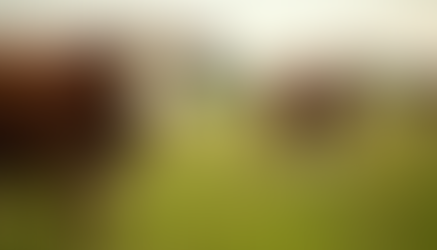 Manejo de Pastagem: Como Aumentar a Lotação de Gado e Reduzir Custos 