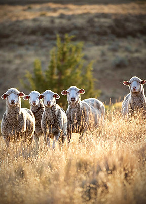 sheep_edited.jpg