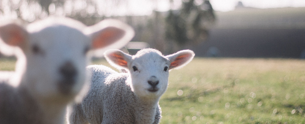 Lambs