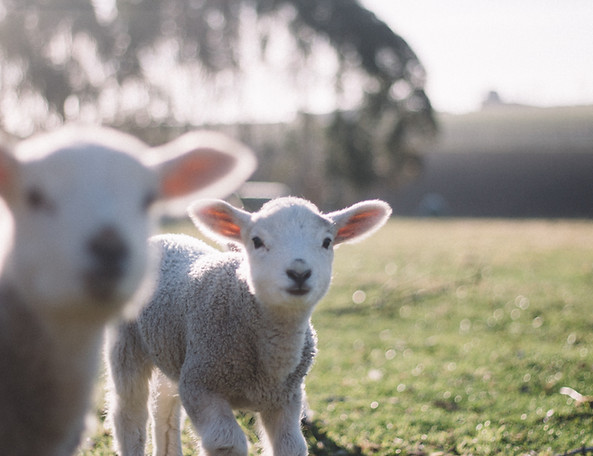 Lambs