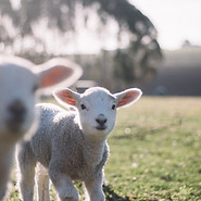 Curious Lambs Grazing
