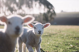 Lambs