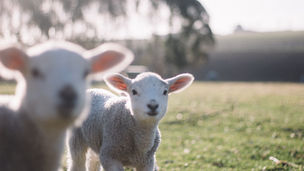 What you need to know about lambing rates