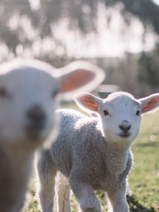 two lambs