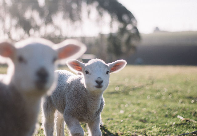 Lambs, Travel CE / CPD Courses for Vets, Vet Nurses, Techs & Students