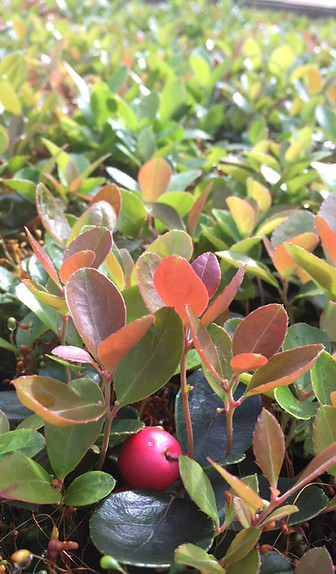 Gaultheria_procumbens_4inch_2018_edited.jpg