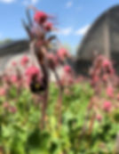 Bumblees love the early spring flowers of Prairie Smoke.