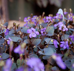 Viola labradorica flowers.jpg