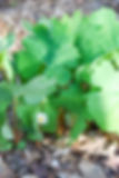Bloodroot in the garden (Niagara Parks Botanical Garden - Woodland Section)