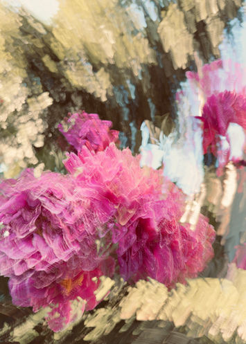 Pink rhododendrons abstract expressionist digital photograph print of Van Vleck gardens montclair NJ