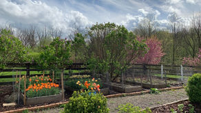 Tulipomania