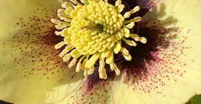 Early Spring--hellebores, narcissus, forsythia and quince.