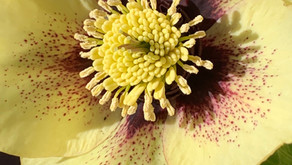 Early Spring--hellebores, narcissus, forsythia and quince.