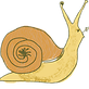Snail Icon