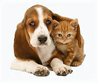 Dog Walking in Blandford Forum, Blandford Dog Walker,Blandford Pet Sitting,Blandford dog Kennels, Blandford House Sitting,Blandford Doggie Day Care,Blandford Dog weddings, Dorset Dog Walking, Blandford Pet care, Blandford Dog boarding
