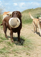 Dog Walking in Blandford Forum, Blandford Dog Walker,Blandford Pet Sitting,Blandford dog Kennels, Blandford House Sitting,Blandford Doggie Day Care,Blandford Dog weddings, Dorset Dog Walking, Blandford Pet care, Blandford Dog boarding