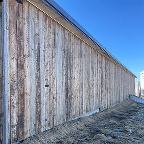 Reclaimed old-growth Douglas Fir tongue and groove wall panels salvaged in Southern Alberta