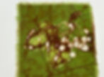 Miniaturbild: Kartenset Batik Frühlingsblumen