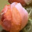 Miniaturbild: Stoff Rose Apricot