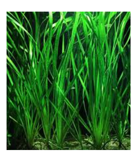Thumbnail: Jungle Val