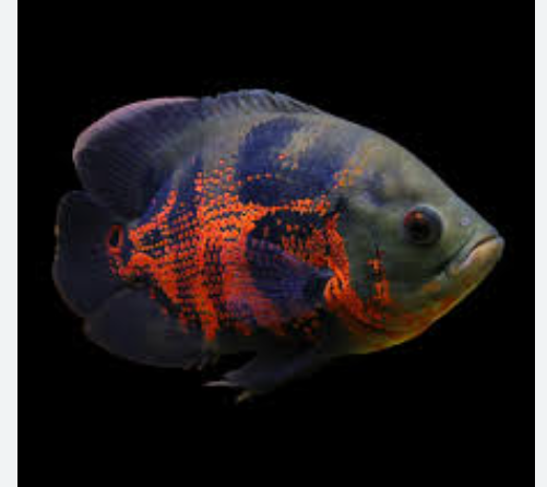Oscar Tiger Adult 12"+