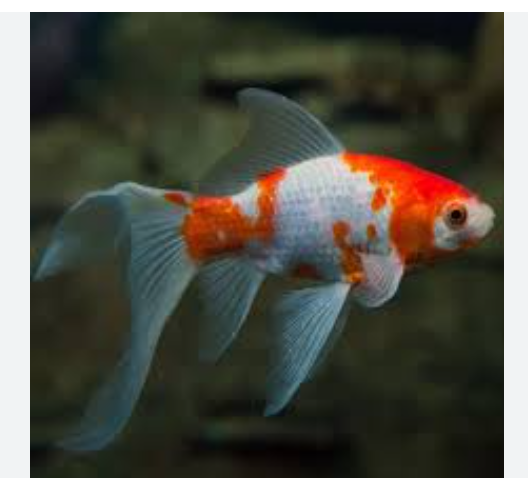 Thumbnail: Fancy Common Goldfish 