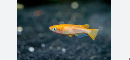 Orange Medaka Ricefish bred by Armando R.I.P