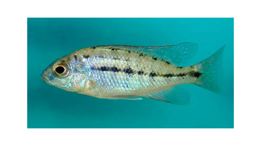 Thumbnail: Red Empress Cichlid