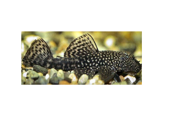 Thumbnail: Bristlenose Pleco