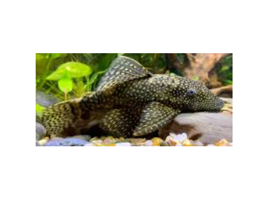 Thumbnail: Bristlenose Pleco