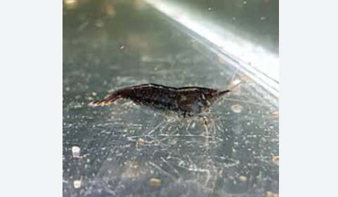 Black Rose Neocaridina (cull/clear)