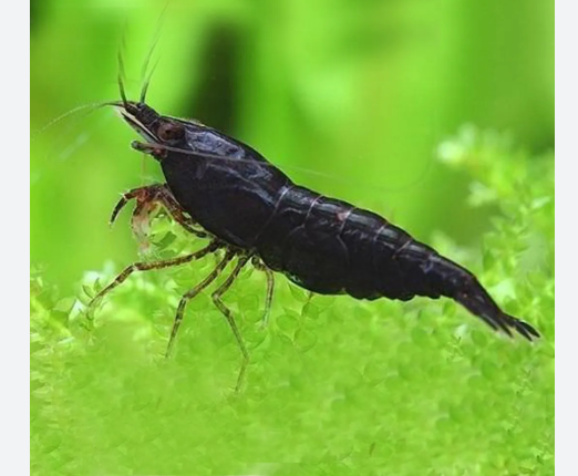 Thumbnail: Black Rose Neocaridina