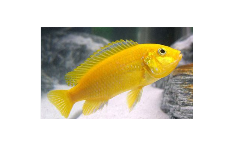 Thumbnail: Yellow Lab Cichlid