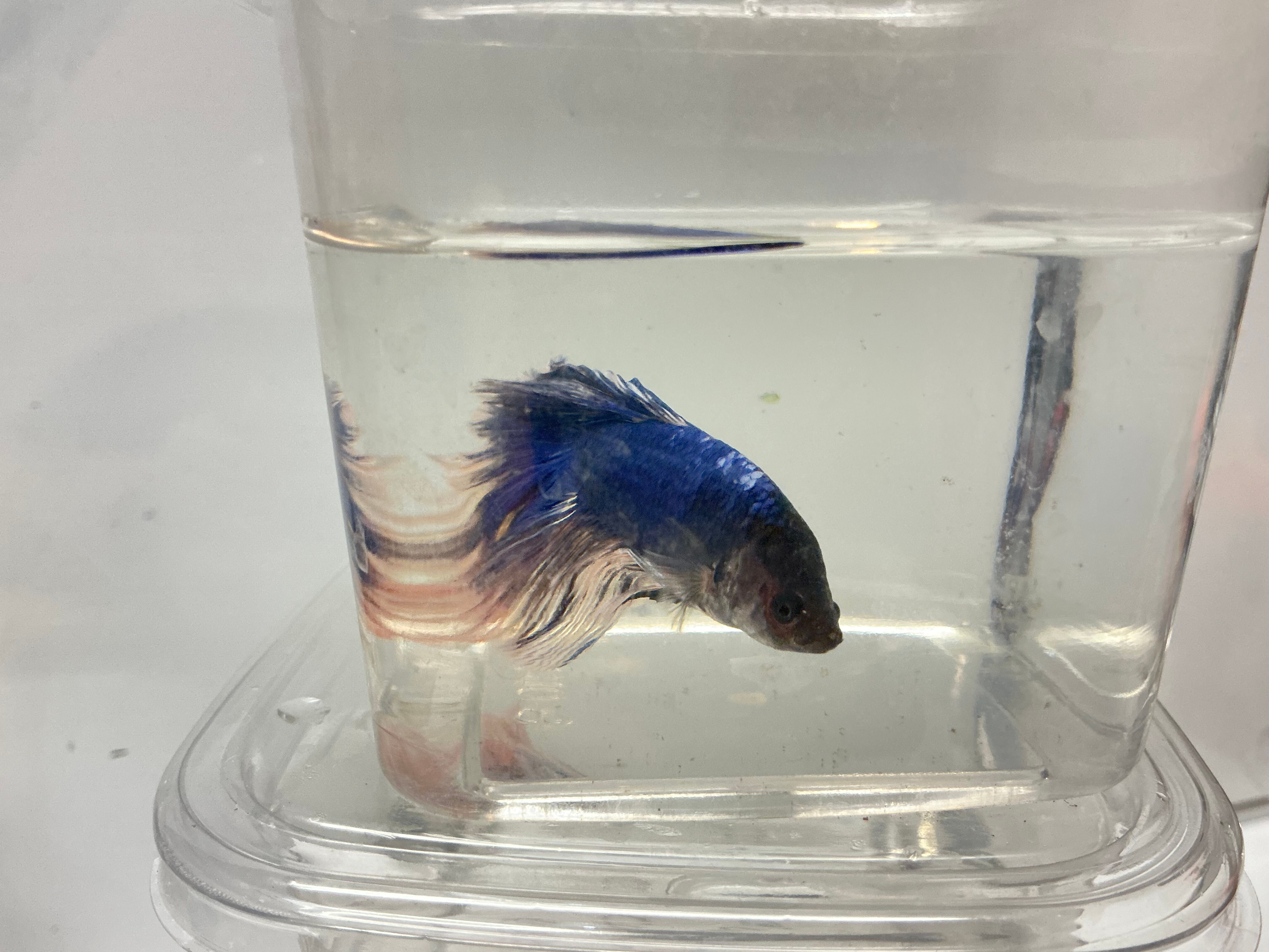Blue Betta fish - “Cooper”