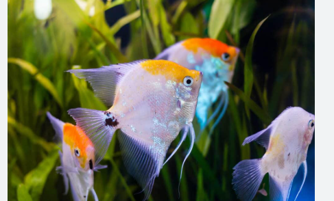 Koi Angelfish 5" Breeding Pair