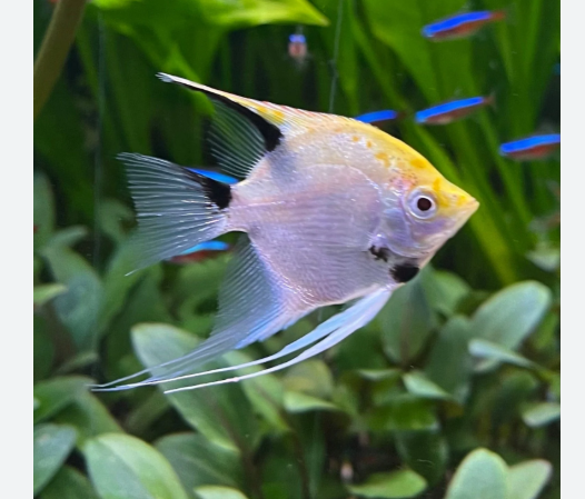 Koi Angelfish 5"+